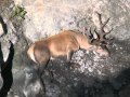 Il recupero di un cervo ferito in val Cenischia Il recupero di un cervo ferito in val Cenischia