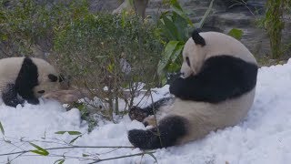 Снежная терапия: как в Китае поднимают настроение пандам