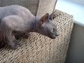 Angry Sphynx