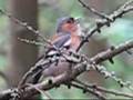 Chaffinch Song