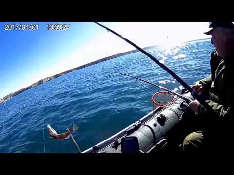 Ловля кефали в крыму 2018 Ловля кефали в крыму 2018