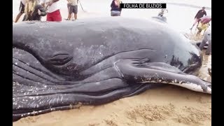 В Бразилии спасли выбросившегося на берег 14-метрового горбатого кита