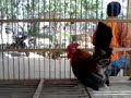 Photo Ayam Unyu Punyu Munyu