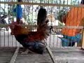 Image Ayam Unyu Punyu Munyu