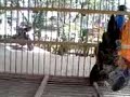 Picture Ayam Unyu Punyu Munyu
