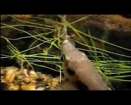 Archer Fish - Our Wild World - Amazing Fish Shoots Water Bullets at Insects