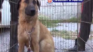 Bagheria, ritrovato il cane con il tubo al collo - www.gds.it