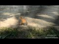 Squirrel Epic Dance, Squirrel Dance in Zoo, Squirrel Dance Video