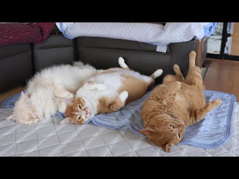 かわいい猫のへそ天シーンを楽しもう サムネイル