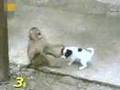 Con khỉ cười đểu con chó con nhìn bựa vkl :)) | Maphim.net