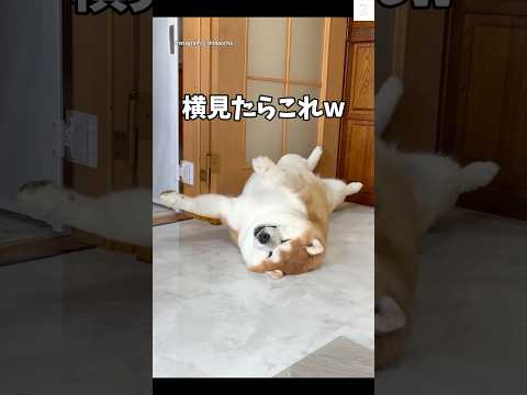 横向きで寝る柴犬のかわいらしさと癒しの瞬間 サムネイル