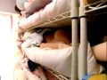 Image Japanese Sex Doll