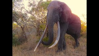 Last of the Big Tuskers - elephant trailer