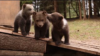 Детский сад для косолапых: как в Тверской области спасают медвежат (26.05.2019 23:50)