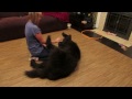 Picture Operation Newfie Takedown