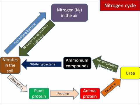 B1.34 Nitrogen cycle