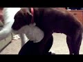 Picture Tecavüzcü Sapık Köpek