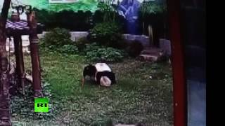 Моё кунг-фу лучше твоего: гигантская панда против навязчивого мужчины