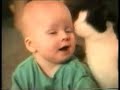 Image Ishikarose Oyeh2 Funny Cats