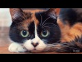 Фрагмент с начала видео 10 ЛАЙФХАКОВ КОТОРЫЕ ОБЛЕГЧАЮТ ЖИЗНЬ Фрагмент с начала видео 10 ЛАЙФХАКОВ КОТОРЫЕ ОБЛЕГЧАЮТ ЖИЗНЬ