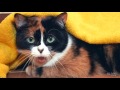 Фрагмент с конца видео 10 ЛАЙФХАКОВ КОТОРЫЕ ОБЛЕГЧАЮТ ЖИЗНЬ Фрагмент с конца видео 10 ЛАЙФХАКОВ КОТОРЫЕ ОБЛЕГЧАЮТ ЖИЗНЬ