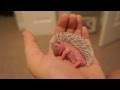 Baby Hedgehog Sleeps, Baby Hedgehog Sleeps Video