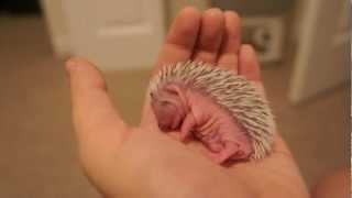 Baby Hedgehog Sleeps
