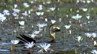 Ptačí svět (2001) - trailer