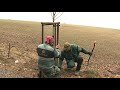 Markvartovice: Výsadba nové aleje