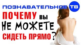 Зачем нужна попа? (Артём Войтенков)