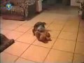 Image Dog Sex 3gp