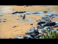 Yellow eyed penguin