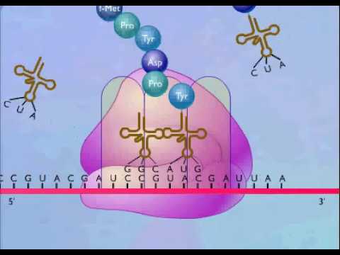 Protein Synthesis Animation Video