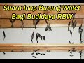 Image Suara Perangsang Burung Walet Di Semua Wilayah