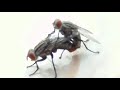 Image Sex Gaya Lalat