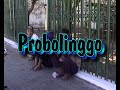 Photo Indonesia 2004 Probolinggo 1 0450