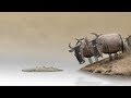 Wildebeest at the River, Animation Funny Video
