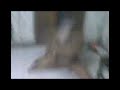 Photo Kawak Sex From Bajol Kedunglerep Modo Lamongan