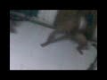 Image Kawak Sex From Bajol Kedunglerep Modo Lamongan
