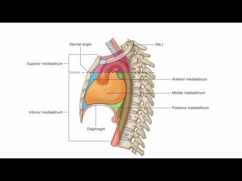 Anatomy 1 | C1 - L5 | Mediastinum