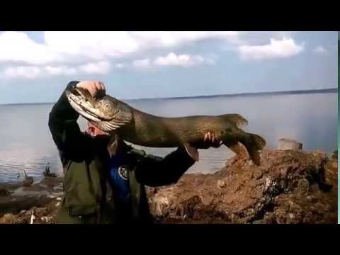 Рыбалка на реках ханты-мансийска Рыбалка на реках ханты-мансийска