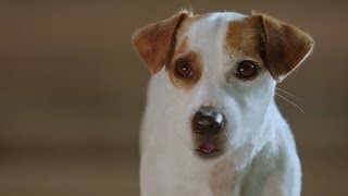 Russell Madness - Trailer #1