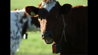 Nofence testing for cattle and sheepNofence testing for cattle and sheep