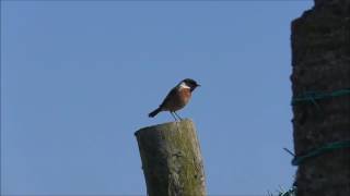 Killard Stonechat near StrangfordKillard Stonechat near Strangford