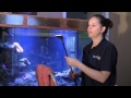 How to Clean an Aquarium / Tank like a Professional 水族館 