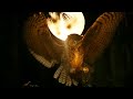 Picture Pablo Neruda 20 Poemas De Amor Y Una Canción Desesperada