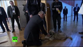Вучич подарил Путину щенка шарпланинской овчарки по кличке Паша