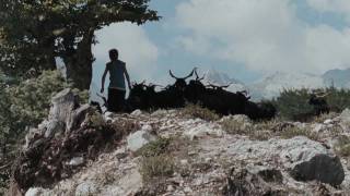 Der Albaner Trailer HD