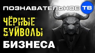 Чёрные буйволы бизнеса (Денис Соколов)