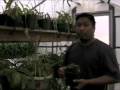 Plantas Carnivoras - Curso Iniciante 7 aulas (Video) Default